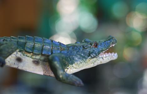 deep blue crocodile